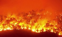 4 tháng cháy gần 500 ha rừng, Bộ Nông nghiệp nêu nguyên nhân