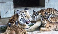 Hổ Lâm Nhi và hổ con tại vườn thú Hà Nội. Ảnh: Nguyễn Đại Anh Tuấn