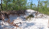Đồi cát trắng trong khu vực rừng phòng hộ ở 2 huyện Hải Lăng và Triệu Phong bị “cát tặc” băm nát