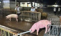 Lợn nhập lậu tăng mạnh: Người chăn nuôi lo phá sản