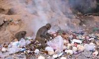 Khỉ Sơn Trà đào bới thức ăn ở bãi rác cạnh chùa Linh Ứng. Ảnh: N.T