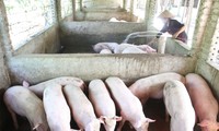 Thủ tướng yêu cầu xử lý những trường hợp cố tình găm hàng, thổi giá thịt lợn. Ảnh: Hồng Vĩnh
