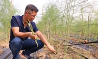 Kỹ sư Phạm Văn Sơn trong vườn măng tây của mình. Ảnh: N.T