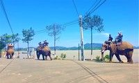 Voi nhà huyện Lắk chở khách du lịch