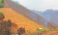 Rừng bị phá tràn lan ở Đắk Lắk, lãnh đạo huyện nhận khuyết điểm
