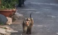 Bất ngờ xuất hiện cá thể khỉ lang thang giữa phố Buôn Ma Thuột