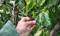 Cà phê nở ‘hoa chanh’, nông dân trồng cây tỷ đô lo ngay ngáy
