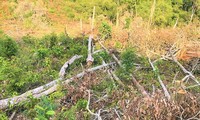 Một vụ phá rừng tại Đắk Nông