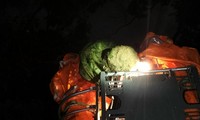 Cảnh sát dùng xe thang bắt tổ ong vò vẽ khổng lồ ở Thảo Cầm Viên 
