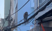 Khỉ đuôi dài ‘đại náo&apos; khu dân cư ở TPHCM