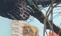Khỉ đuôi dài quý hiếm thường xuyên &apos;đại náo&apos; khu dân cư ở TPHCM 