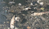 Cá chết, rác thải nổi trên kênh Nhiêu Lộc - Thị Nghè