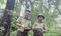 Tê tê Java quý hiếm cùng nhiều loại động vật hoang dã được thả về tự nhiên