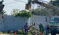 Phương án xử lý cây xanh bị đốn làm đường kết nối sân bay Tân Sơn Nhất 