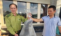 Người dân phát hiện kỳ đà hoa quý hiếm nặng 3,5kg ở bờ kênh Tham Lương 