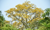 Ngất ngây với mùa hoa lim xẹt trên bán đảo Sơn Trà