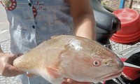 Ngư dân Đà Nẵng bắt được cá nghi sủ vàng siêu quý hiếm, nặng hơn 3,5kg
