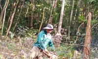 Khởi tố điều tra vụ &apos;thuê người phá rừng&apos; ở Kon Tum