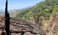 Khởi tố 5 đối tượng trong vụ phá rừng quy mô lớn ở Kon Tum