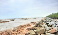 Cà Mau: Cần 5.000 tỷ đồng kè đê biển chống sạt lở 