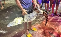 Bạc Liêu: Bắt được cá sấu nặng 14kg trên kênh Phụng Hiệp