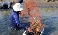 Phê duyệt dự án hơn 1.400 tỷ đồng điều tiết nước ngọt ở Bạc Liêu 