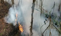 Hơn 1,5ha rừng của 3 hộ dân ở Cà Mau cháy không rõ nguyên nhân