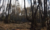 Chủ tịch Cà Mau chỉ đạo điều tra nguyên nhân vụ cháy 40ha rừng