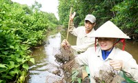 Săn chù ụ &apos;mặt ngầu&apos; trong rừng ngập mặn kiếm nửa triệu mỗi ngày