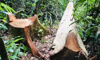 Hiện trường vụ phá rừng ở huyện K'Bang