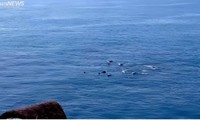 Xuất hiện đàn cá heo bơi gần bờ biển Phú Yên