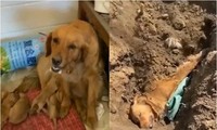 Rơi nước mắt cảnh chó mẹ bị tai nạn vẫn cố lết về nhà cho con bú