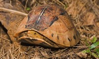 Khám phá về rùa hộp trán vàng siêu hiếm của Việt Nam