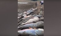 VIDEO: Kinh ngạc khi vớt được hàng chục xác cá trê khổng lồ 