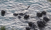 Rơi nước mắt cảnh cá voi mẹ cả đêm &apos;an ủi&apos; đàn con trước khi bị giết lấy thịt