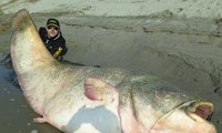 Sửng sốt xem con cá trê ăn thịt lớn nhất thế giới bị bắt