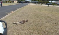 Người dân Úc bàng hoàng phát hiện xác kangaroo la liệt trước nhà 