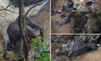 Đàn voi chết thảm vì cứu voi non rơi xuống thác Địa Ngục gây xúc động