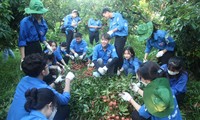 Các bạn đoàn viên, sinh viên thu hoạch vải thiều giúp bàn con huyện Lục Ngạn