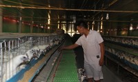 Mỗi ngày, trang trại gà ác của anhNguyễn Hữu Thắng cung cấp ra thị trường khoảng 4.000 quả trứng thu về 10 triệu đồng