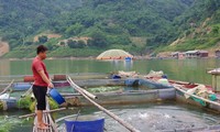 Anh Xa Văn Ðông chủ yếu nuôi cá bằng rau sắn và cỏ, thức ăn công nghiệp anh chỉ dùng lúc cần thiết