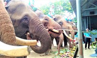 Ðàn voi nhà Ðắk Lắk thưởng thức tiệc buffet, nhân ngày Quốc tế voi