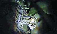 Những chú mèo rừng ở Cúc Phương 