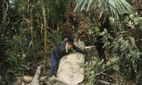 Nhiều cây gỗ rừng Tây Yên Tử thuộc địa bàn xã Thanh Luận (huyện Sơn Động, tỉnh Bắc Giang) bị lâm tặc chặt hạ to hơn 1 người ôm. Ảnh: Nguyễn Thắng