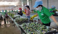 Xuất khẩu rau quả Việt Nam dự báo sẽ bùng nổ trong năm 2023