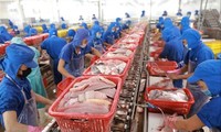 Nhiều DN thủy sản đang phải cắt giảm lao động do “đói” đơn hàng. Ảnh: ANV