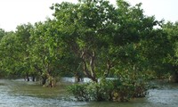 Khu Bảo tồn thiên nhiên đất ngập nước Tiền Hải