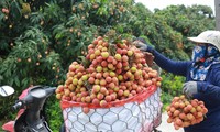Người dân huyện Thanh Hà (Hải Dương) thu hoạch vải thiều năm 2023