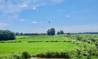 Đàn cò nhạn với số lượng lớn tại cánh đồng thôn Phú Ngạn, xã Thanh An