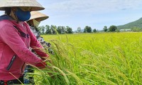 Lúa “ma” mọc đầy đồng, nguy cơ mất mùa khiến hàng vạn nông dân lo lắng 